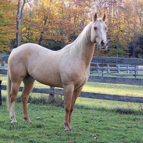 Meet your Posher, Posh - Picture 1 of 1